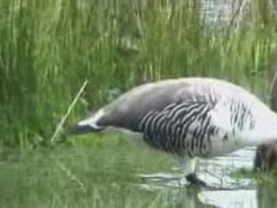 Ushuaia "fin del Mundo" Argentine 17