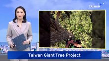 Researchers Enlist Public To Help Find Taiwan's Top 10 Tallest Trees