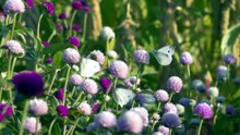😴 Dormez en 5 Minutes _ Nature Printanière et Papillons Fréquences de Réparation
