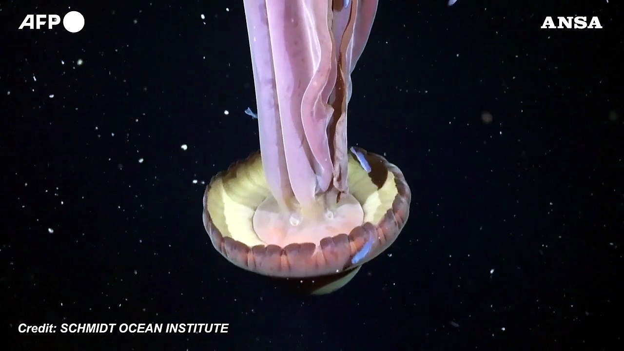 Medusa fantasma gigante filmata nelle profondita' marine dell'Argentina
