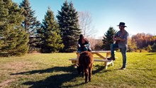 The Tom Green Farm S01E04  - Alpaca Punch
