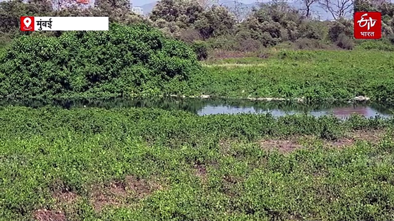 मुंबईवर पर्यावरणाचे संकट: 2 लाख खारफुटीची झाडे नष्ट, कचरा डेपोची समस्या गंभीर