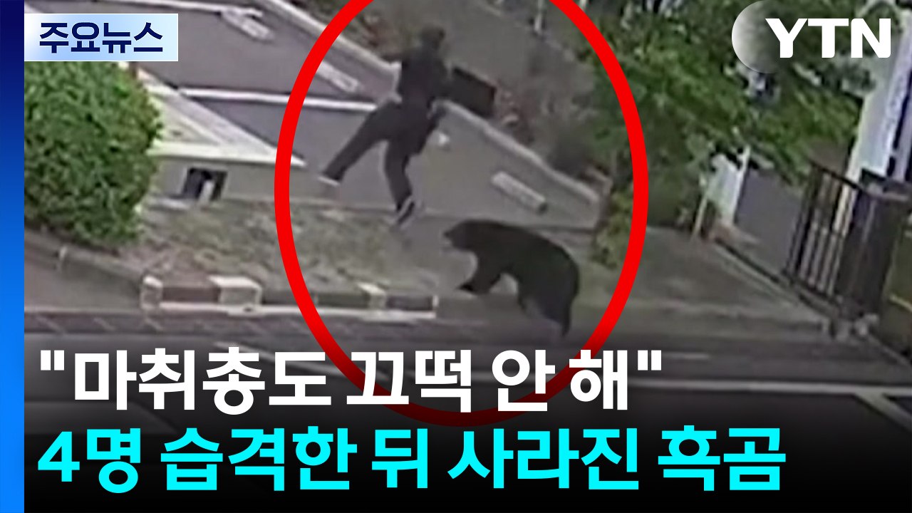 "마취총도 끄떡 안 해"...4명 습격한 뒤 사라진 흑곰 / YTN