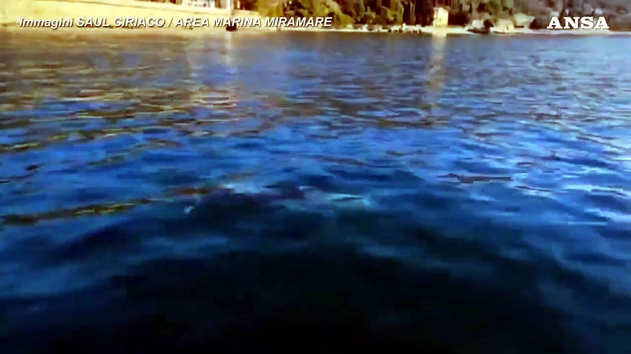 Trieste, delfini "danzano" nell'Area marina protetta di Miramare