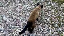 Neighbor? No. Personal guide to the free catering service.” 😹🍽️🐱 #cats #funnycats #catlovers