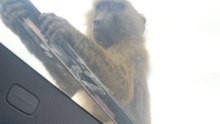 Curious Monkeys Climb Over Vehicle Hood And Roof In Knowsley Safari Park