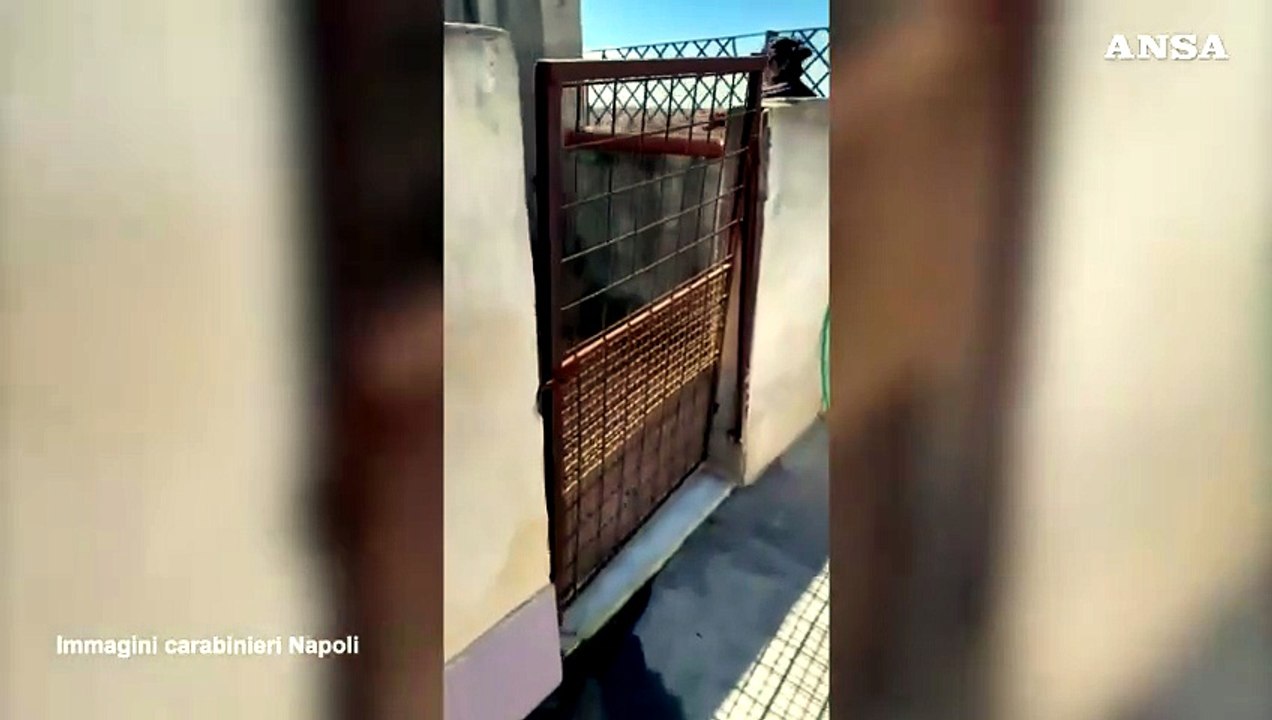 Canile abusivo scoperto sul solaio di un palazzo nel Napoletano