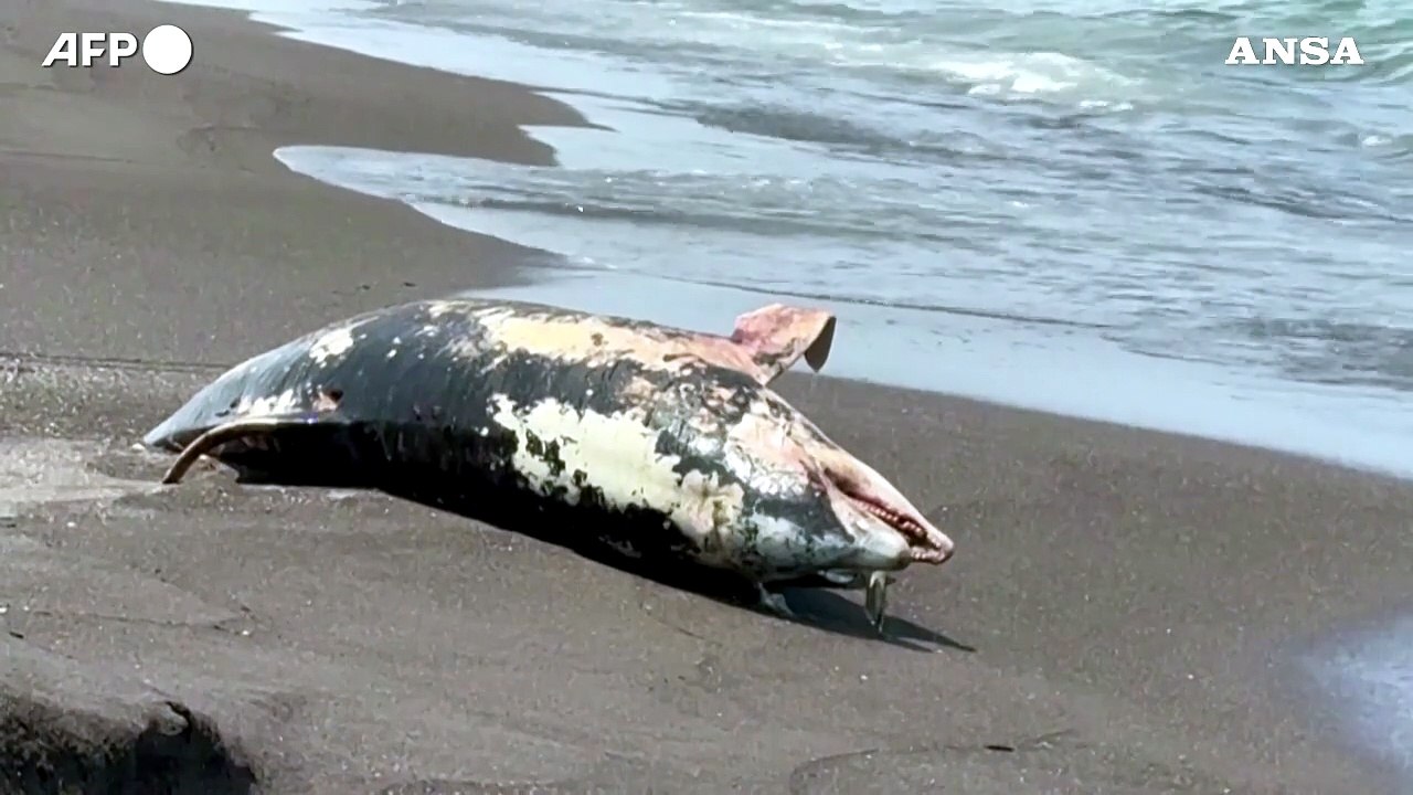 Messico, perdita di petrolio: trovato un delfino morto sulla costa di Veracruz