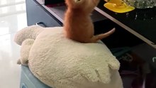 Feathered vs. Furry: The Ultimate Standby