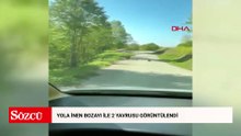 Yola inen bozayı ile 2 yavrusu görüntülendi