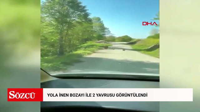 Yola inen bozayı ile 2 yavrusu görüntülendi