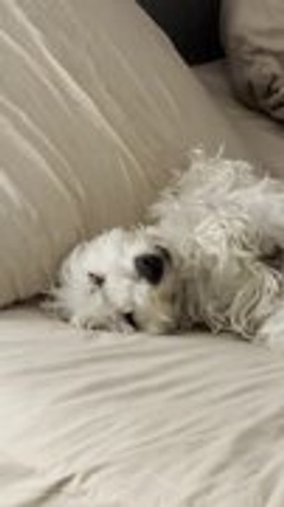 Dog Slowly Drifts Off on Pillow in Cutest Human-like Way