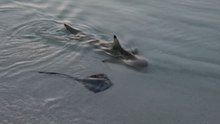 Shark Chases a Stingray in Shallow Waters