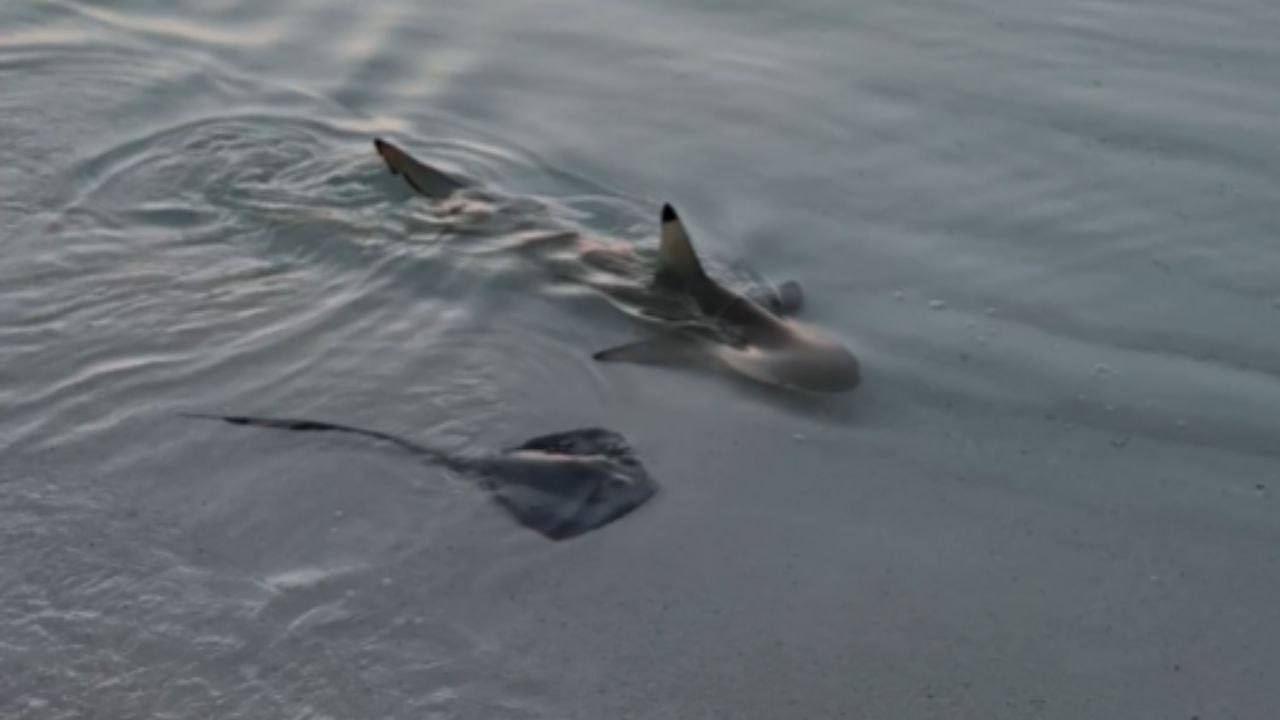 Shark Chases a Stingray in Shallow Waters