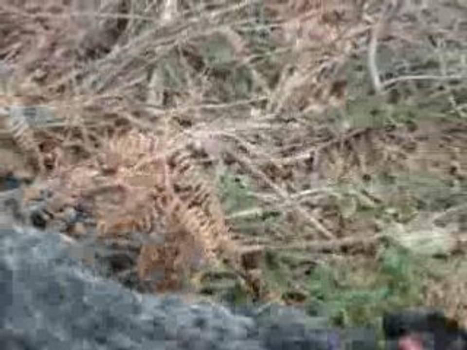 Bob