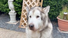Gillingham family starts fundraiser for their dog's rare condition