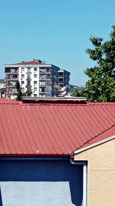 Martı