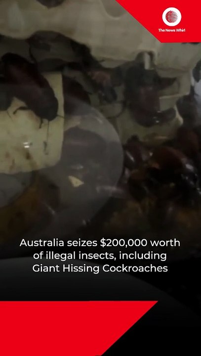 Australia seizes $200,000 worth of illegal insects
