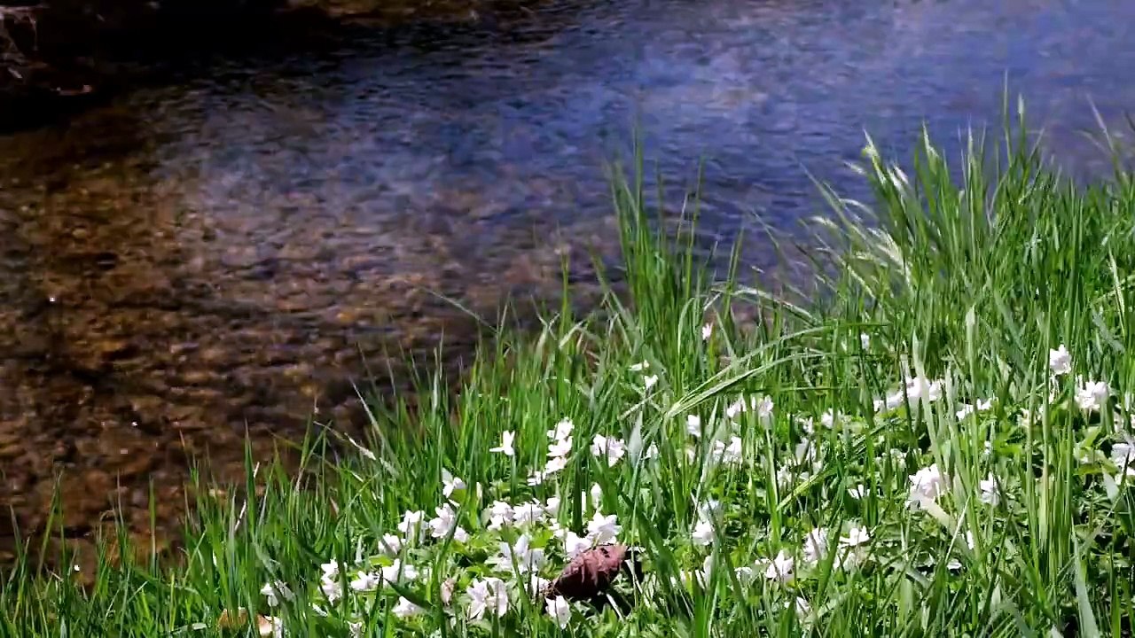 Guérison Profonde : Rivière de Printemps et Fréquences Sacrées pour Apaiser l'Esprit 🌸