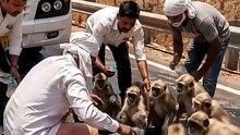 प्यासे बंदर || आचार्य प्रशांत