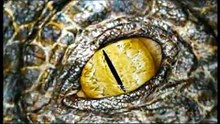 Primeval Saison 1 - Primeval Season 1 Trailer (EN)