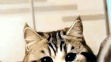 Cute Kittens Enjoying Their Day 😻✨