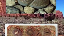 Are These Real Plants or Just Rocks? 🤯