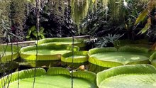 Floating Throne of the Amazon? 🌿👑