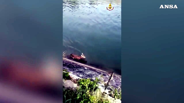 Vigili del fuoco salvano un capriolo finito in un canale nel Ternano