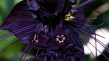Have You Ever Seen a Flower That Looks Like a Bat?" 👀🌑🦇
