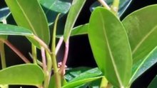 Is This the Most Ruthless Plant in the Forest?