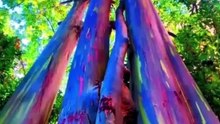 "Is This the Most Colorful Tree on Earth?"