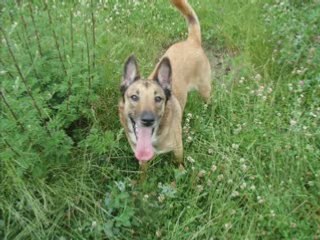 PROMENADE DU SOIR AVEC CHAYENNE