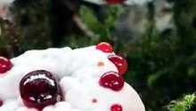 Bleeding Tooth Fungus: Why Is It Leaking Red?