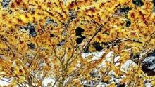 Blooms in Snow?! Witch Hazel’s Winter Secret”❄️🌼