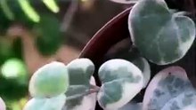 Why Is Everyone Obsessed with This Heart Vine Plant?
