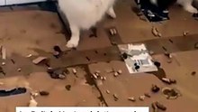 300 perros y gatos liberados