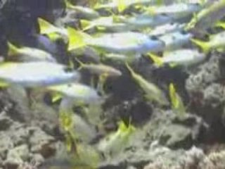 Egypte 2008 - croisiere St john (1_2)