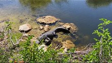 The ONE Place Crocs & Gators Share a Home 🐊🌿
