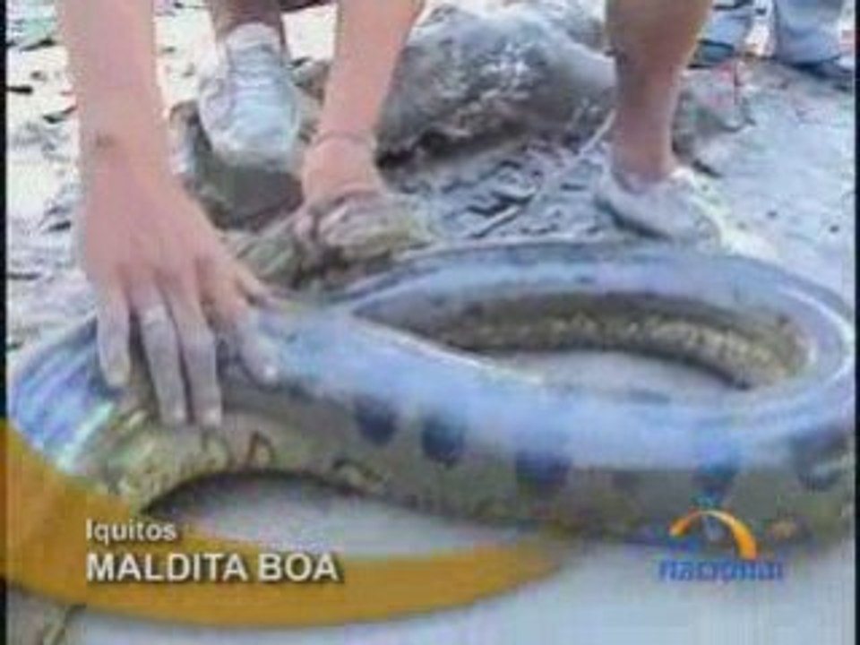 MALDITA BOA - IQUITOS