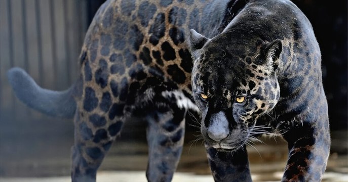 A Closer Look at 10 People Blending Species into Hybrid Animals