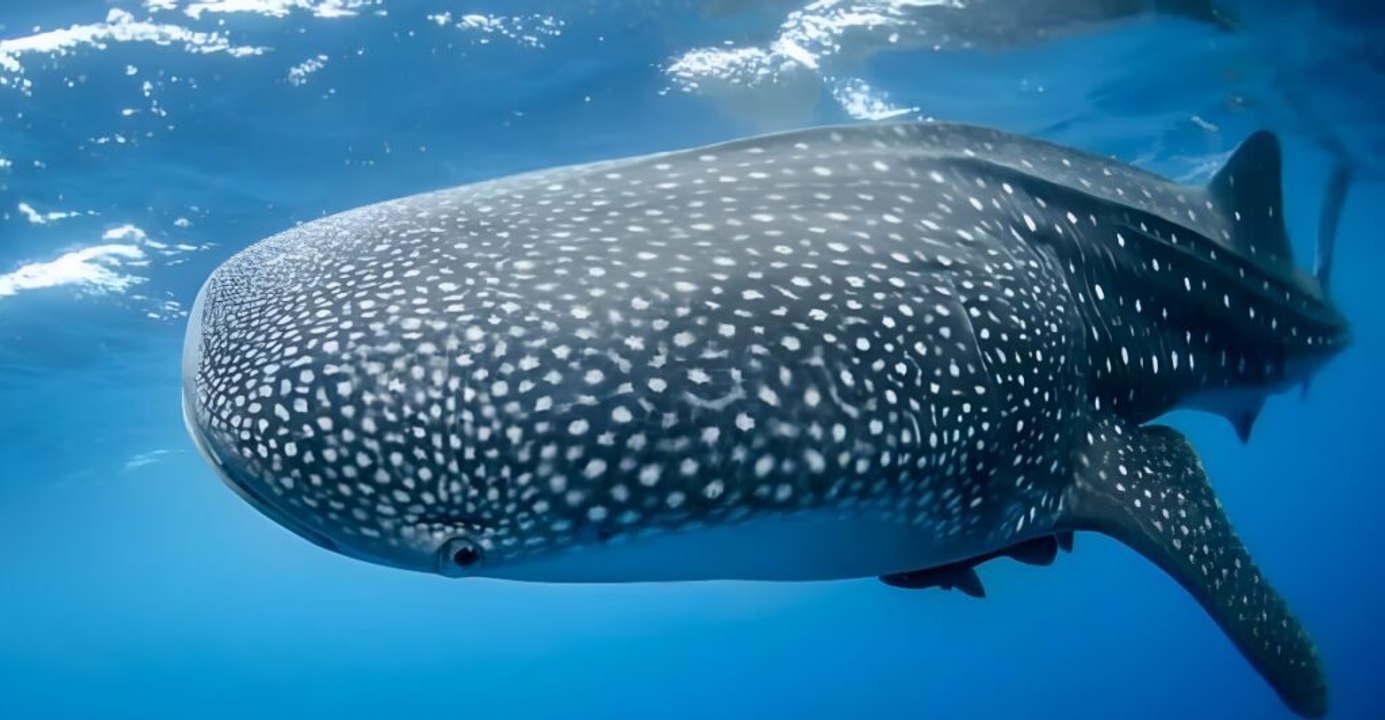 Pacific Fish Sighting Prompts Conservation Talks