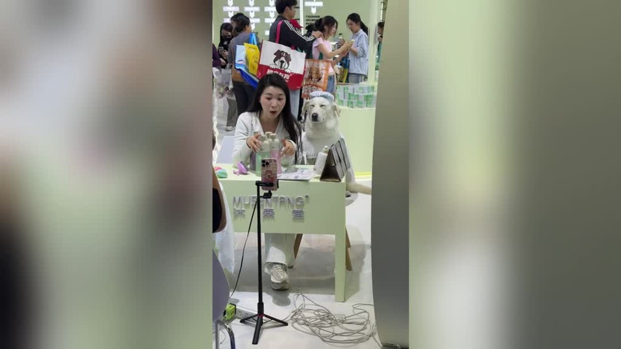 Sleepy Dog Dozes off During Live Beauty Stream