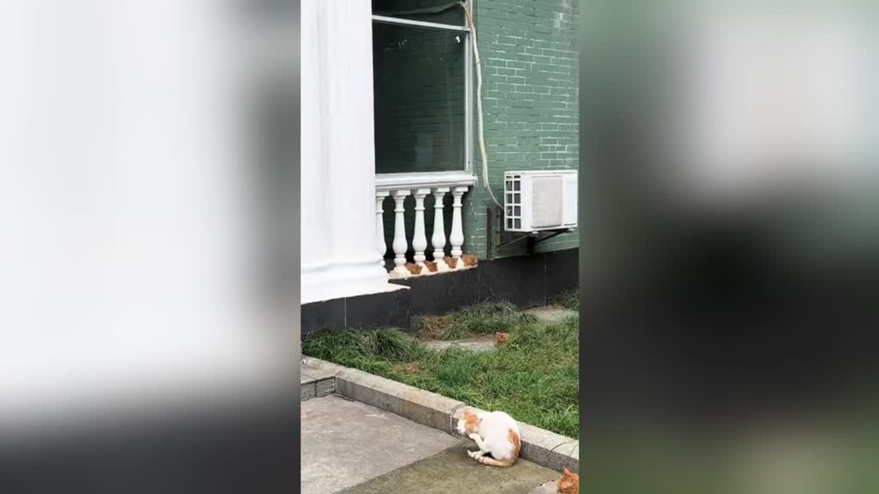 Tiny Orange Kittens Sprawl Across Balcony in Adorable Sunbathing Scene