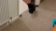Unfazed Mouse Faces Off With A Curious Cat