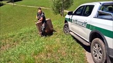 Treviso, capriolo si perde e finisce nel giardino di una casa: il momento in cui torna libero
