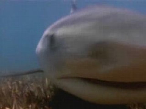 National Geographic - Requins Tigre - La peur bleue 3/3