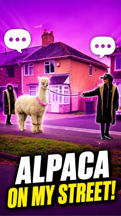 The driver spots an alpaca strolling down the roadside during her commute