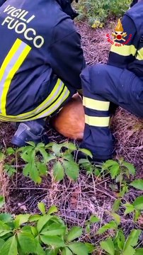 Mandello, cucciolo di capriolo intrappolato in una buca: lo salvano i vigili del fuoco