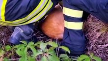 Mandello, cucciolo di capriolo intrappolato in una buca: lo salvano i vigili del fuoco
